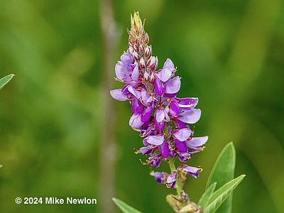 Showy Ticktrefoil